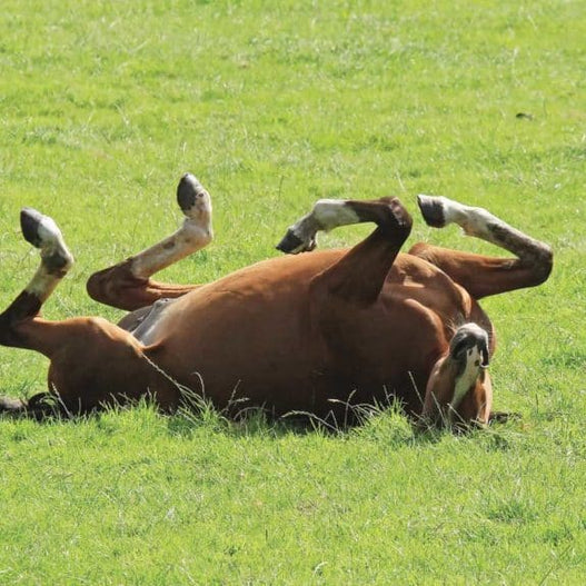 When Something is Off: First Signs of Colic in Horses