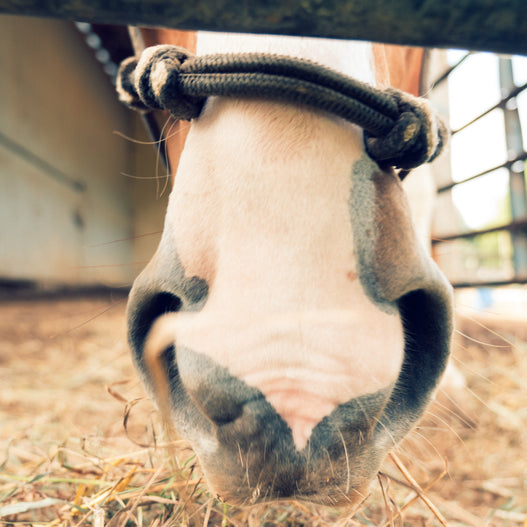 Natural Remedies for Colic in Horses