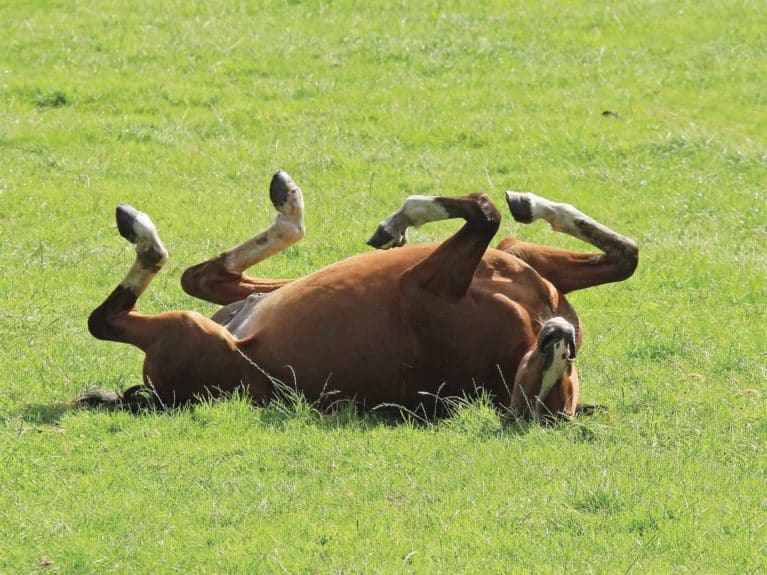 When Something is Off: First Signs of Colic in Horses