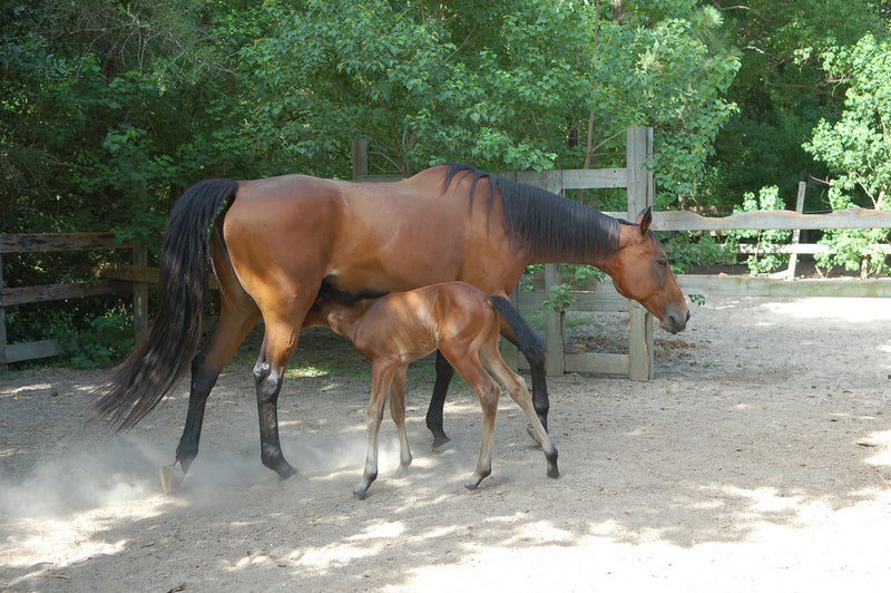 Your Mare's Gut Health Impacts Colostrum Quality for Foals