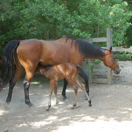 Your Mare's Gut Health Impacts Colostrum Quality for Foals
