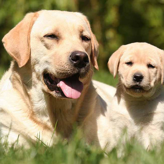 Saccharomyces boulardii Probiotic for Pets (White Paper)