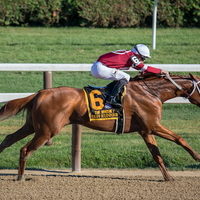 Does My Horse Need Electrolytes?