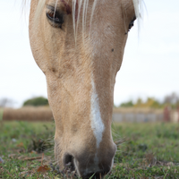 Are equine vitamin E supplements necessary?