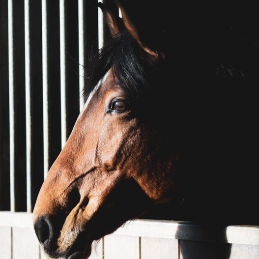 Top 10 Practical Essentials Missing from your Foaling Kit