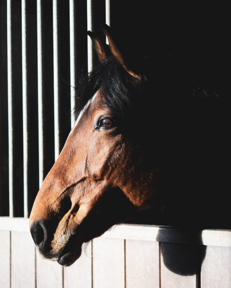 Top 10 Practical Essentials Missing from your Foaling Kit