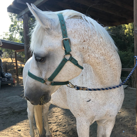An Owner’s Guide to Horse Gut Sounds