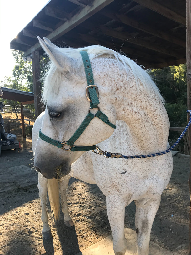 An Owner’s Guide to Horse Gut Sounds