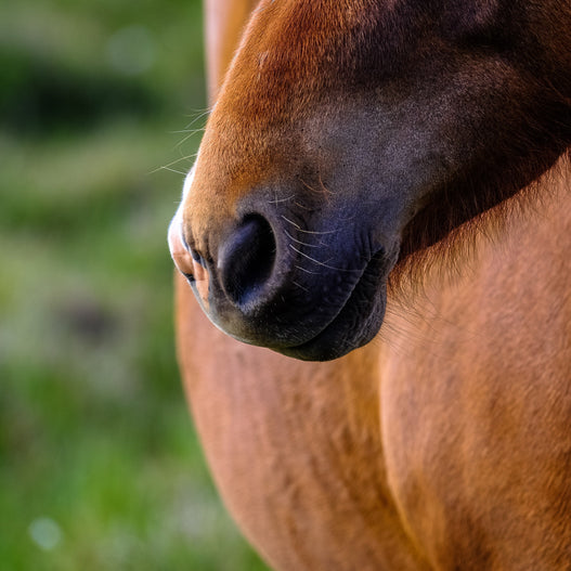 Debunking the Mare Heat Cycle