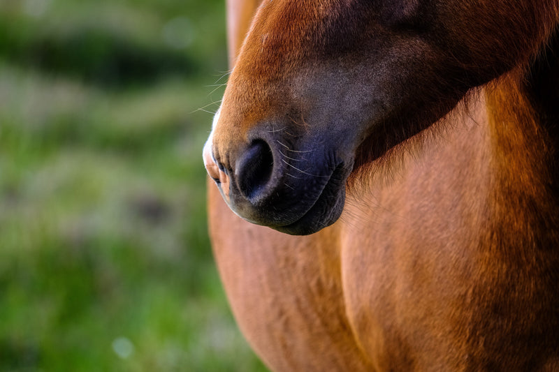 Debunking the Mare Heat Cycle