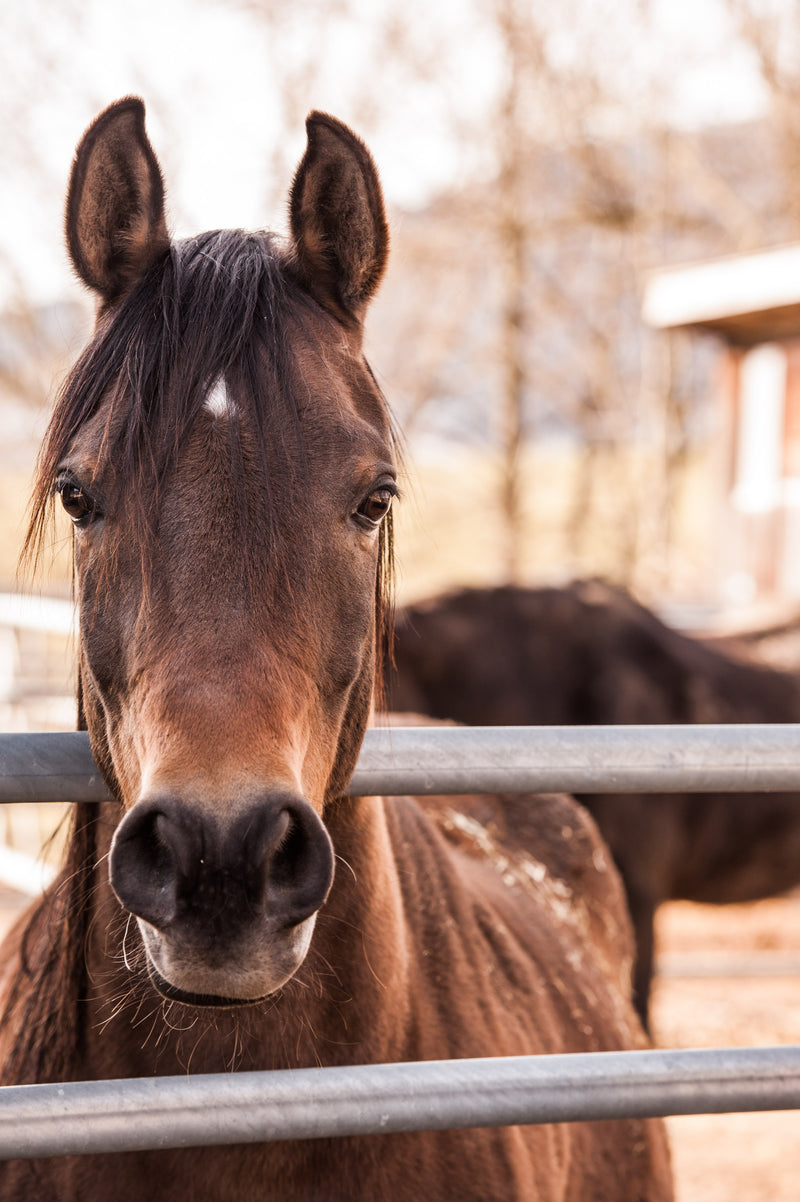 What’s My Horse’s Age in Human Years?