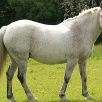 Is my horse too fat?