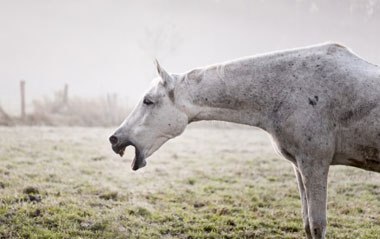 Choke in Horses: What, Why, How