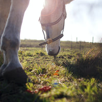 Colicky Horse? Take These Steps First