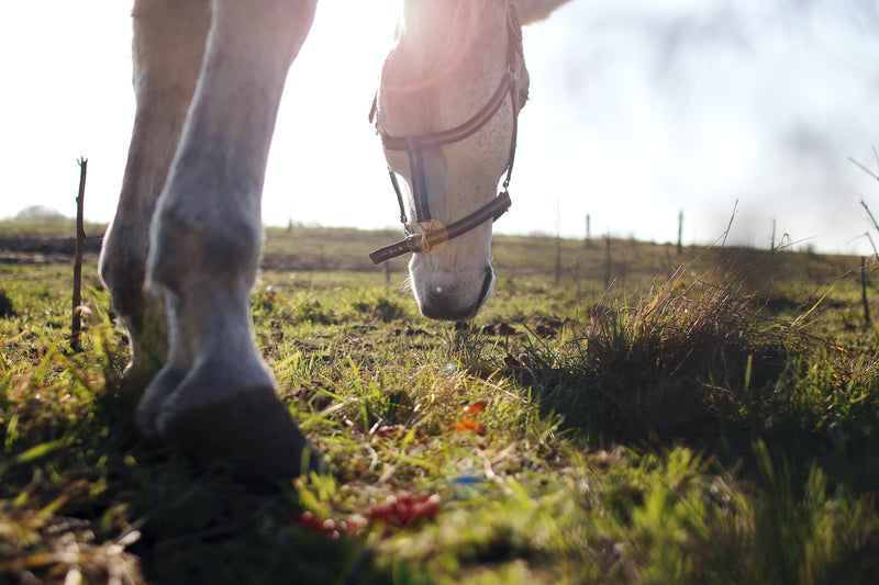 Colicky Horse? Take These Steps First