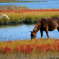 Do you have a dehydrated horse? Yes, this matters all year long