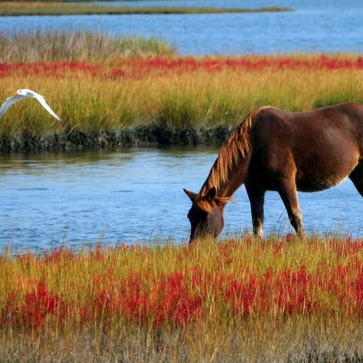 Do you have a dehydrated horse? Yes, this matters all year long