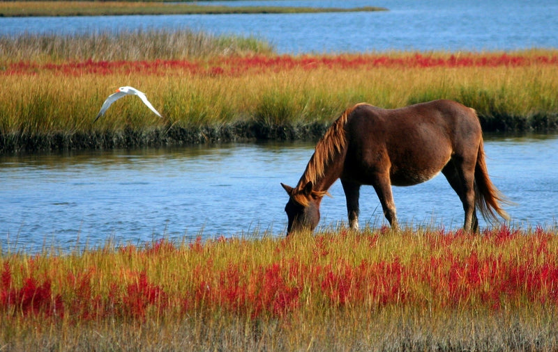 Do you have a dehydrated horse? Yes, this matters all year long