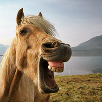 Equine Dental Health and Probiotics? The Surprising Connection