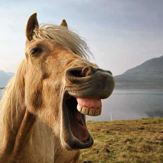 Equine Dental Health and Probiotics? The Surprising Connection