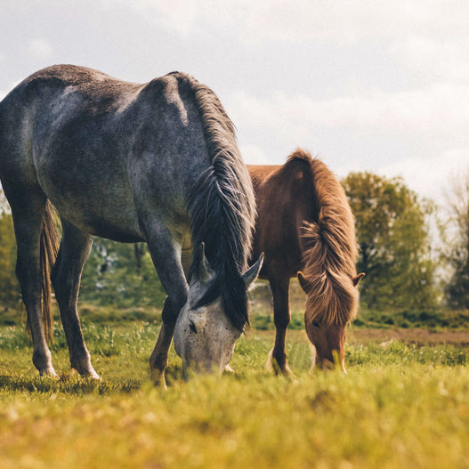 How proper pasture management impacts gut health for horses