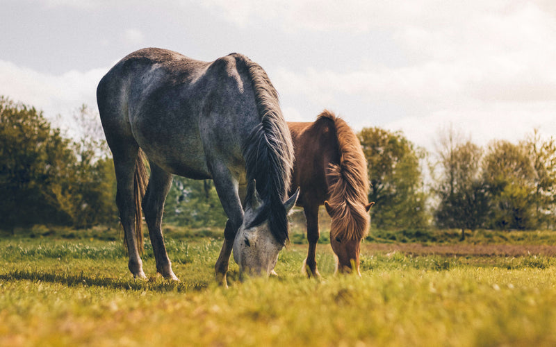 How proper pasture management impacts gut health for horses