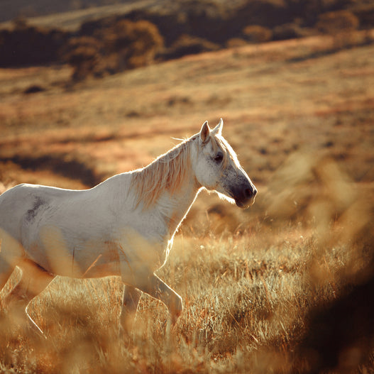 How to Manage Equine Inflammation
