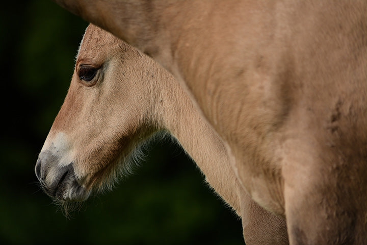 Set Up the Newborn Foal’s Immune System for Success