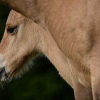 Set Up the Newborn Foal’s Immune System for Success