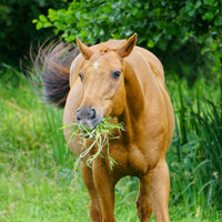 Overfeeding Broodmares: How do you know when it’s too much?