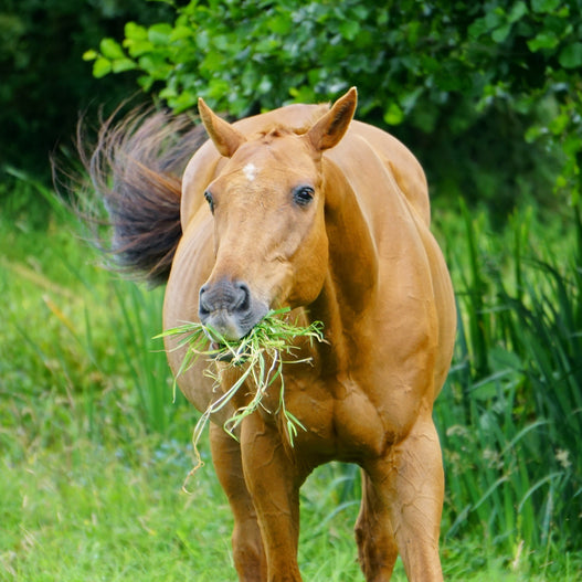 Overfeeding Broodmares: How do you know when it’s too much?