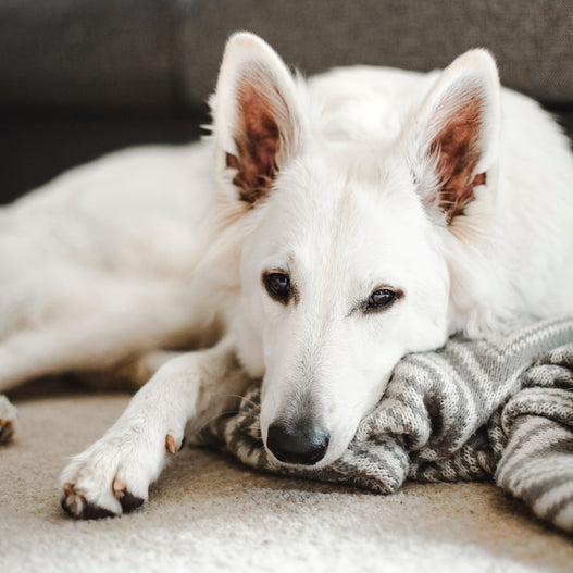 How to Manage Pancreatitis in Dogs