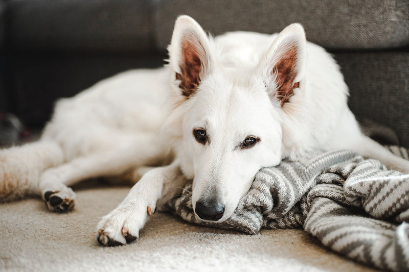 How to Manage Pancreatitis in Dogs