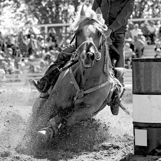 Creating Resilient Performance Horses