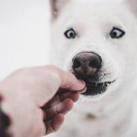 Can Dogs Eat Twinkies?