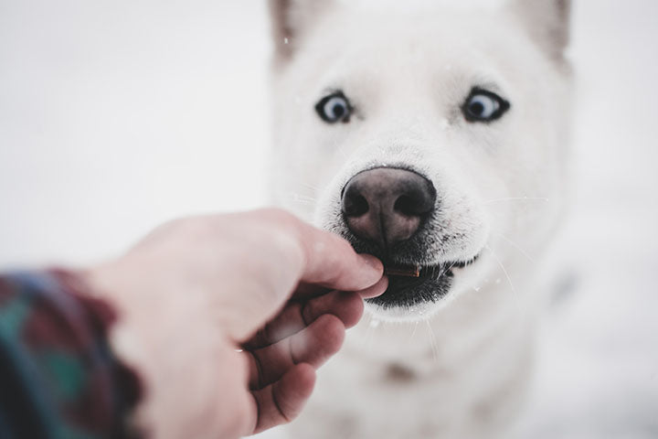 Can Dogs Eat Twinkies?