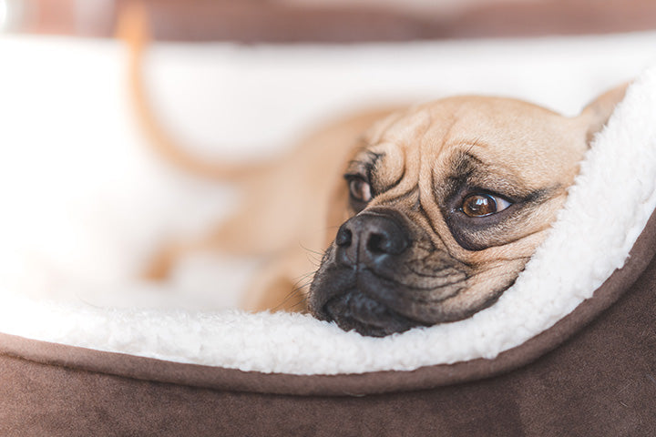 Salmonella in Horses (and Dogs)