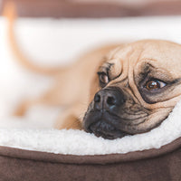 Salmonella in Horses (and Dogs)