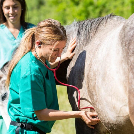Horse Vital Signs: What’s Normal?