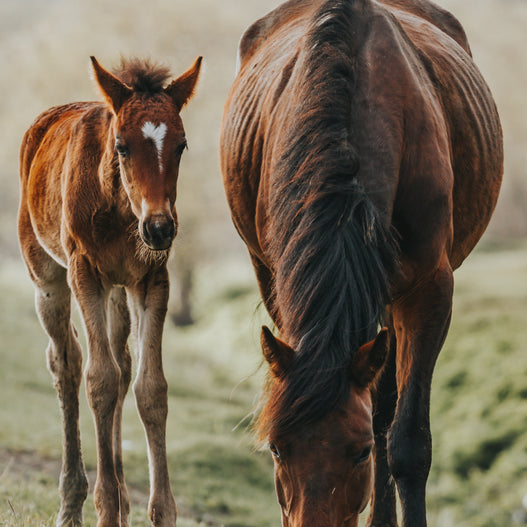 Failure of Passive Transfer in Foals