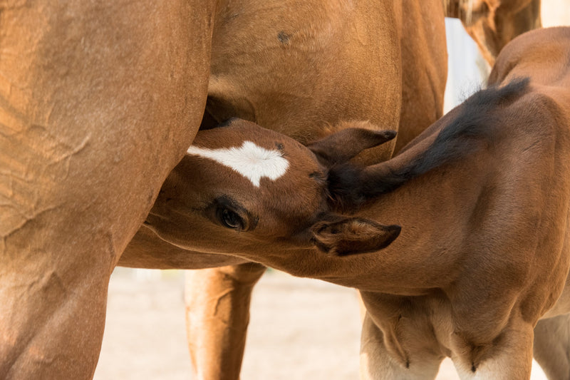 Newborn Foals: When Something’s Not Right