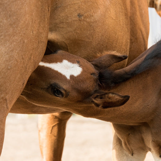 Newborn Foals: When Something’s Not Right
