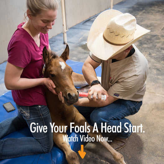 Prepare For Foaling Season - Video