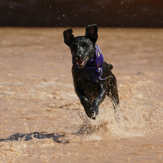 The New Scoop on Grain Free Dog Food