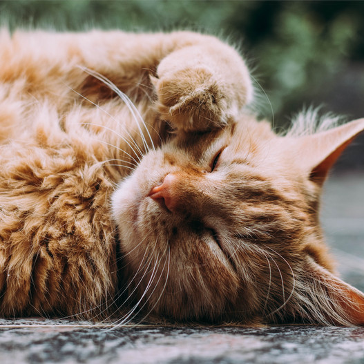 Are Hairballs in Cats Related to Poor Gut Health?