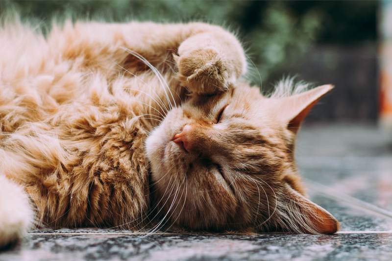 Are Hairballs in Cats Related to Poor Gut Health?