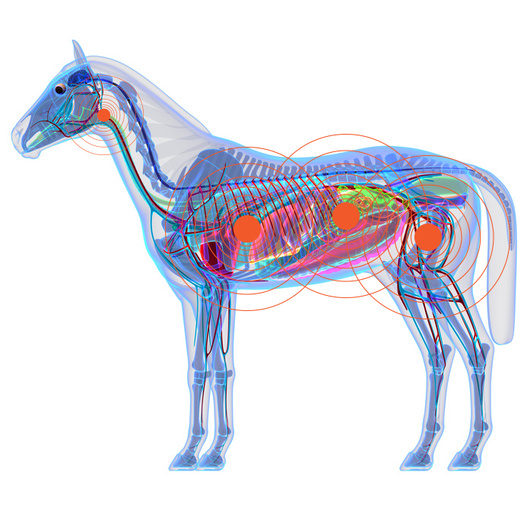 Frequently Asked Questions About Probiotics for Horses
