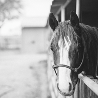 The ins and outs of arthritis in horses
