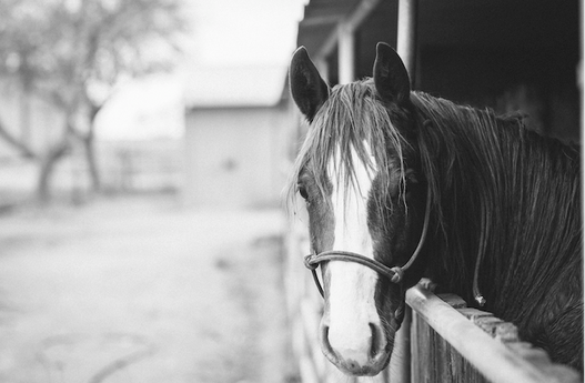The ins and outs of arthritis in horses