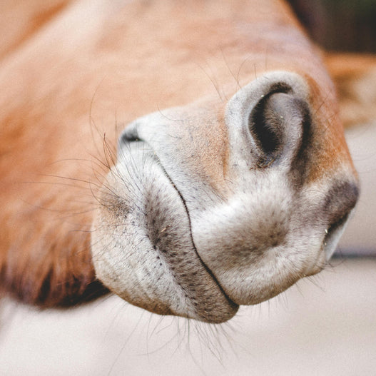 Explained: Stereotypic Behaviors in Horses